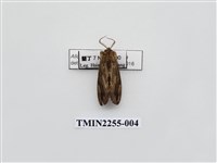 藏品(烏雲舟蛾)的圖片